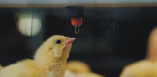 Management of Poultry Feed and Water Hygiene