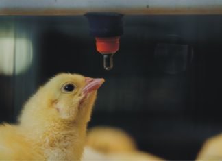 Management of Poultry Feed and Water Hygiene