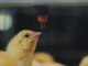 Management of Poultry Feed and Water Hygiene