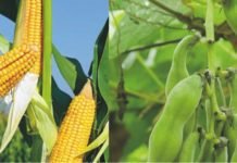 USDA: Estimates for corn, soybean and wheat