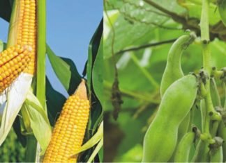 USDA: Estimates for corn, soybean and wheat