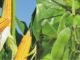 USDA: Estimates for corn, soybean and wheat