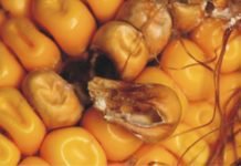 Validating Solutions for Tackling High Mycotoxin Contamination