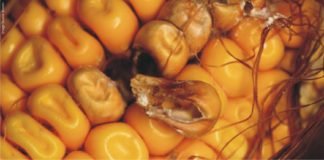 Validating Solutions for Tackling High Mycotoxin Contamination