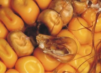 Validating Solutions for Tackling High Mycotoxin Contamination