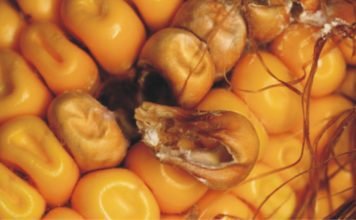 Validating Solutions for Tackling High Mycotoxin Contamination