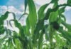 Corn Conditions Fall, Soybeans Remain Steady