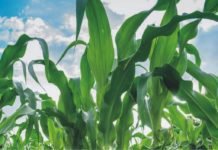 Corn Conditions Fall, Soybeans Remain Steady