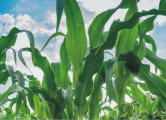 Corn Conditions Fall, Soybeans Remain Steady
