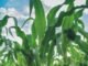 Corn Conditions Fall, Soybeans Remain Steady