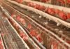 Maharashtra, Karnataka poultry farmers seek maize imports from government quotas