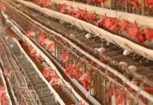 Maharashtra, Karnataka poultry farmers seek maize imports from government quotas