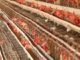 Maharashtra, Karnataka poultry farmers seek maize imports from government quotas