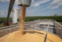 Feed alternatives reducing soybean demand in China