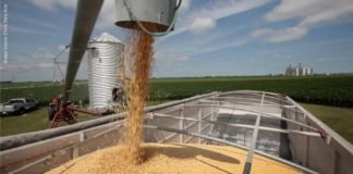 Feed alternatives reducing soybean demand in China