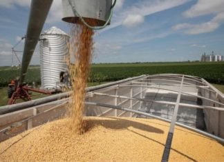 Feed alternatives reducing soybean demand in China