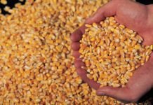 Industry Research Reports on Maize Market Outlook till 2025