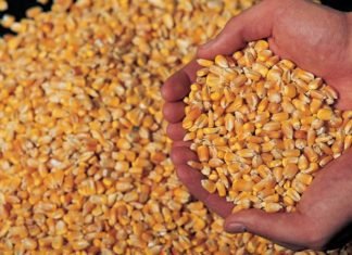 Industry Research Reports on Maize Market Outlook till 2025