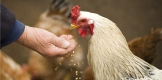 Poultry Probiotics Industry is projected to register a CAGR of 7% over 2016-2024