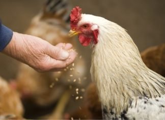 Poultry Probiotics Industry is projected to register a CAGR of 7% over 2016-2024