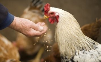 Poultry Probiotics Industry is projected to register a CAGR of 7% over 2016-2024