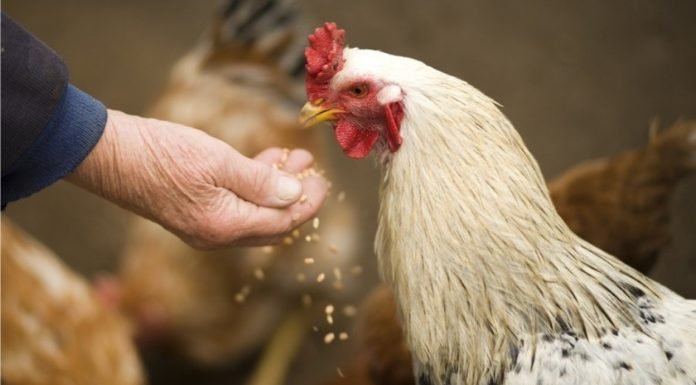Poultry Probiotics Industry is projected to register a CAGR of 7% over 2016-2024