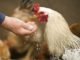Poultry Probiotics Industry is projected to register a CAGR of 7% over 2016-2024