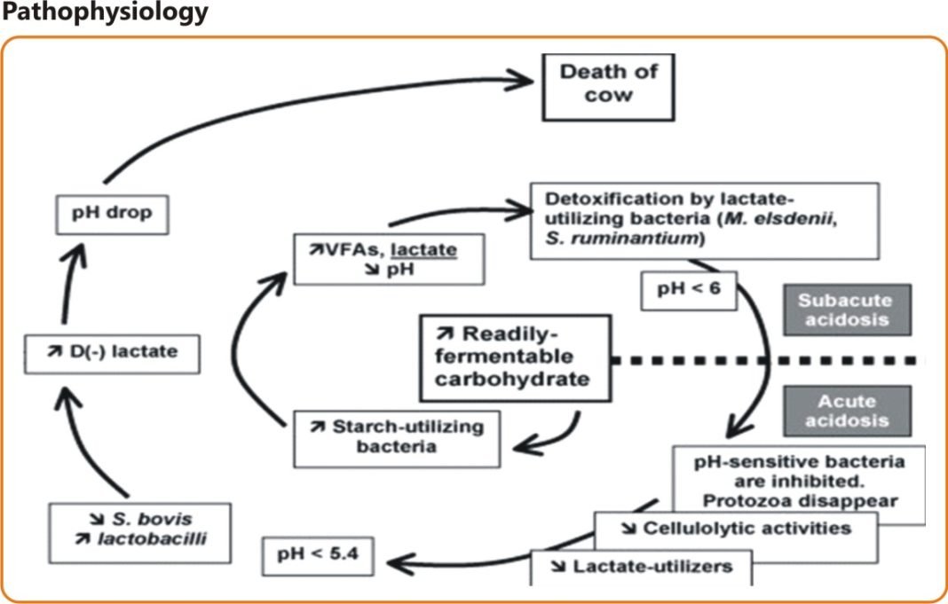 Cow Rumenitis Nutritional Management during Sub-Acute Ruminal Acidosis in Dairy ...