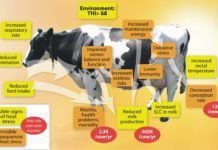 Nutritional Management during Sub-Acute Ruminal Acidosis in Dairy Cattle