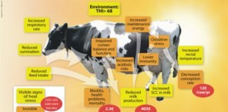 Nutritional Management during Sub-Acute Ruminal Acidosis in Dairy Cattle