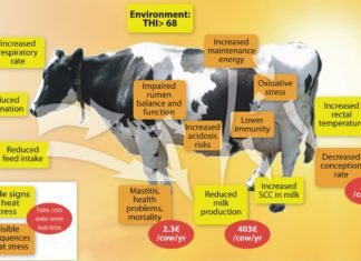 Nutritional Management during Sub-Acute Ruminal Acidosis in Dairy Cattle