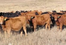 Mushroom-based feed supplement might improve U.S. Cattle farming