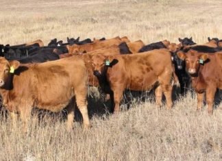 Mushroom-based feed supplement might improve U.S. Cattle farming