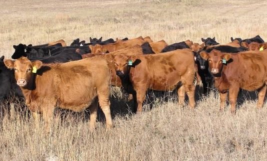 Mushroom-based feed supplement might improve U.S. Cattle farming