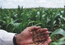 Fall armyworm reported in maize crop of Bihar