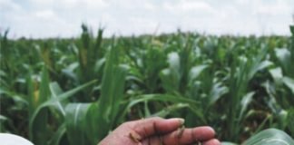 Fall armyworm reported in maize crop of Bihar