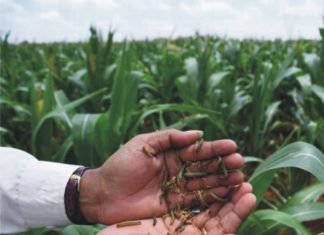 Fall armyworm reported in maize crop of Bihar