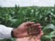 Fall armyworm reported in maize crop of Bihar