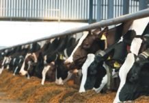 MilkLane forays into cattle feed business in Tamil Nadu