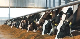 MilkLane forays into cattle feed business in Tamil Nadu