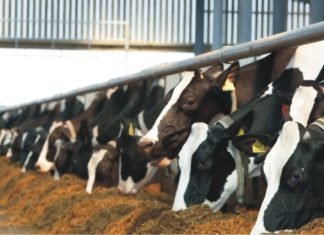 MilkLane forays into cattle feed business in Tamil Nadu