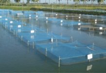 New live feed in India may reduce import from USA & China