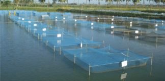 New live feed in India may reduce import from USA & China