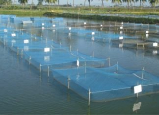 New live feed in India may reduce import from USA & China