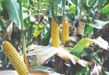 West Bengal government plans to raise maize cultivation