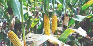 West Bengal government plans to raise maize cultivation