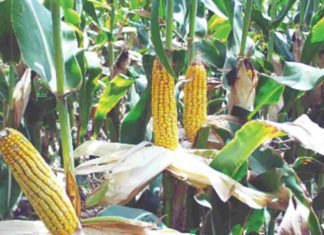 West Bengal government plans to raise maize cultivation