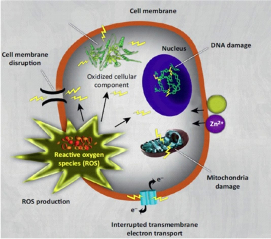 Benefits of Chelated Copper in Poultry Diet Benison Media
