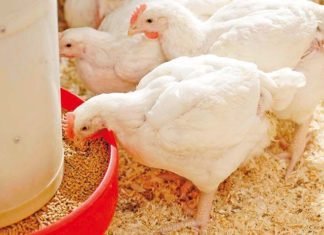 Significance of Patented Lysophospholipids, Synthetic Emulsifiers and Monoglycerides Combination Over Lysophospholipids in Broilers