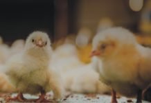 Indian Poultry Industry from an international perspective
